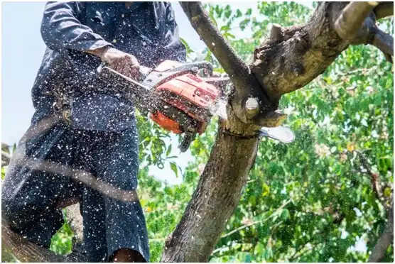 tree services Drakes Branch